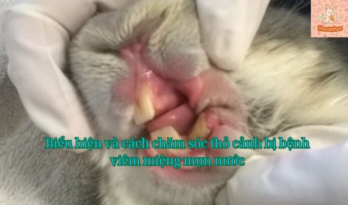 Biểu hiện và cách chăm sóc thỏ cảnh bị bệnh viêm miệng mụn nước