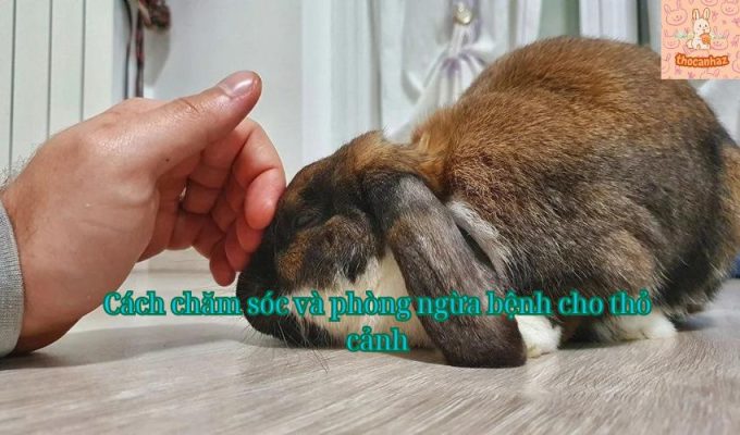 Cách chăm sóc và phòng ngừa bệnh cho thỏ cảnh