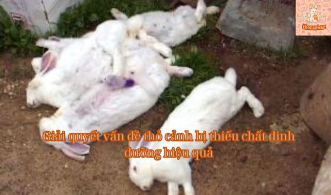 Giải quyết vấn đề thỏ cảnh bị thiếu chất dinh dưỡng hiệu quả