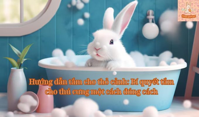 Hướng dẫn tắm cho thỏ cảnh: Bí quyết tắm cho thú cưng một cách đúng cách