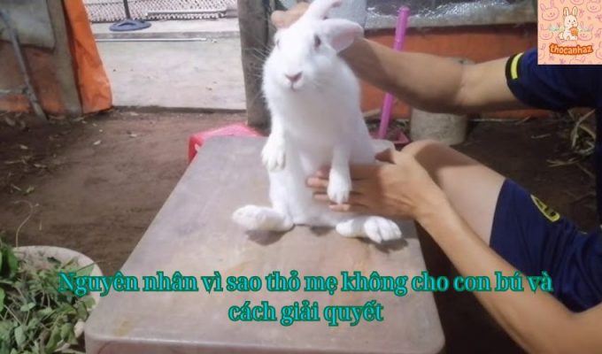 Nguyên nhân vì sao thỏ mẹ không cho con bú và cách giải quyết