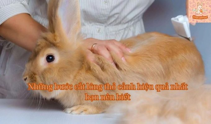 Những bước cắt lông thỏ cảnh hiệu quả nhất bạn nên biết