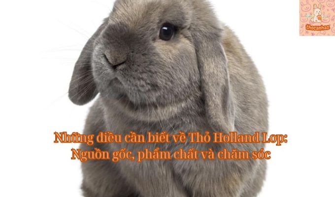 Những điều cần biết về Thỏ Holland Lop: Nguồn gốc, phẩm chất và chăm sóc