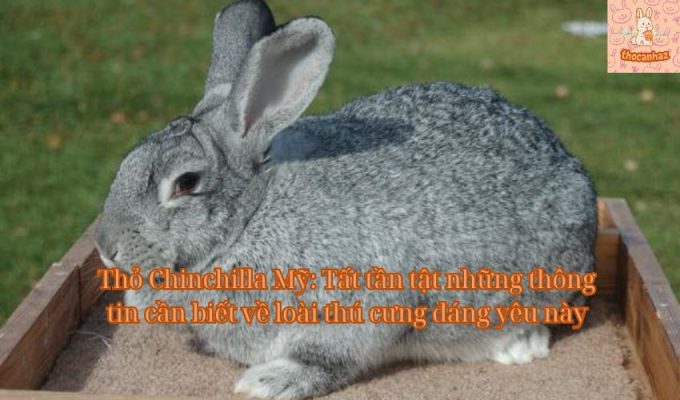 Thỏ Chinchilla Mỹ: Tất tần tật những thông tin cần biết về loài thú cưng đáng yêu này