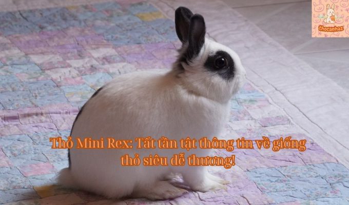 Thỏ Mini Rex: Tất tần tật thông tin về giống thỏ siêu dễ thương!