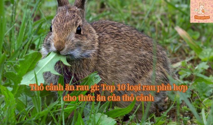 Thỏ cảnh ăn rau gì: Top 10 loại rau phù hợp cho thức ăn của thỏ cảnh