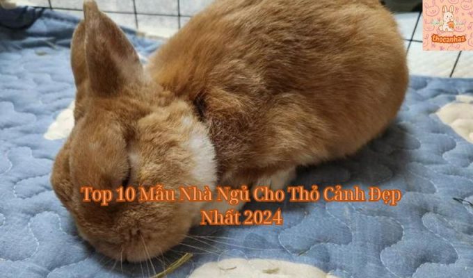 Top 10 Mẫu Nhà Ngủ Cho Thỏ Cảnh Đẹp Nhất 2024