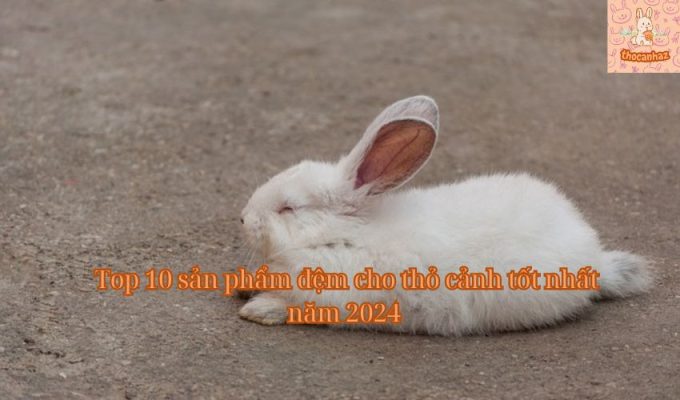 Top 10 sản phẩm đệm cho thỏ cảnh tốt nhất năm 2024 