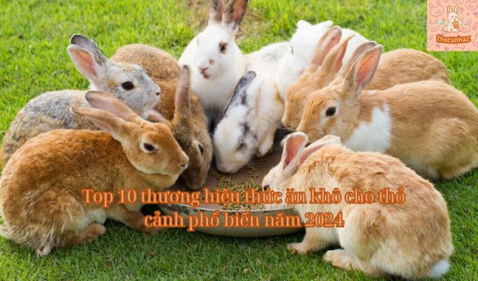 Top 10 thương hiệu thức ăn khô cho thỏ cảnh phổ biến năm 2024